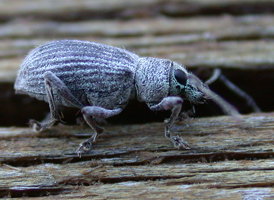 Asiatic Oak Weevil